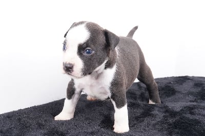 Les chiots de American Staffordshire Terrier