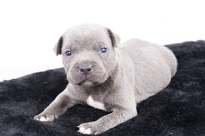 CHIOT 2 - Staffordshire Bull Terrier