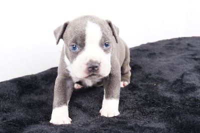 Les chiots de American Staffordshire Terrier