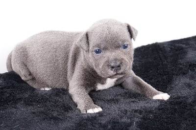 CHIOT 4 - Staffordshire Bull Terrier