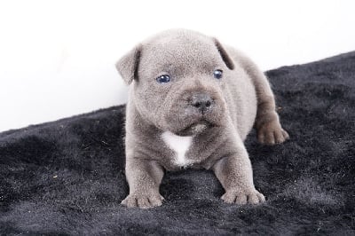 Les chiots de Staffordshire Bull Terrier