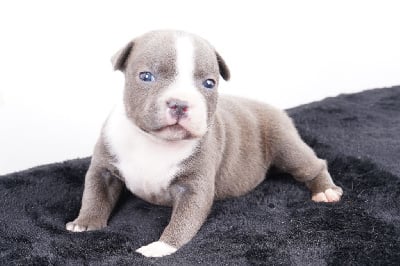 Les chiots de Staffordshire Bull Terrier