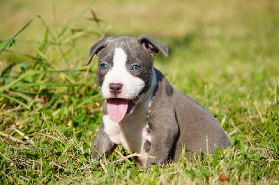 Les chiots de American Staffordshire Terrier