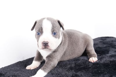 Les chiots de American Staffordshire Terrier