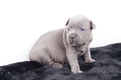 Les chiots de Staffordshire Bull Terrier