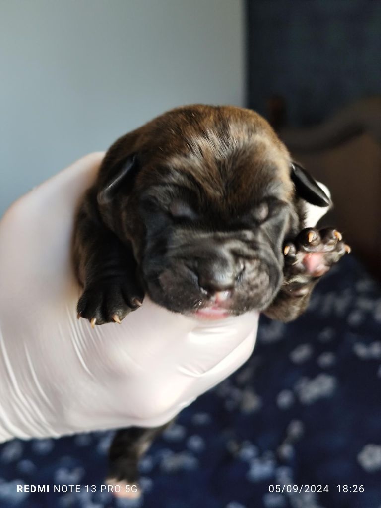 CHIOT - Cane Corso