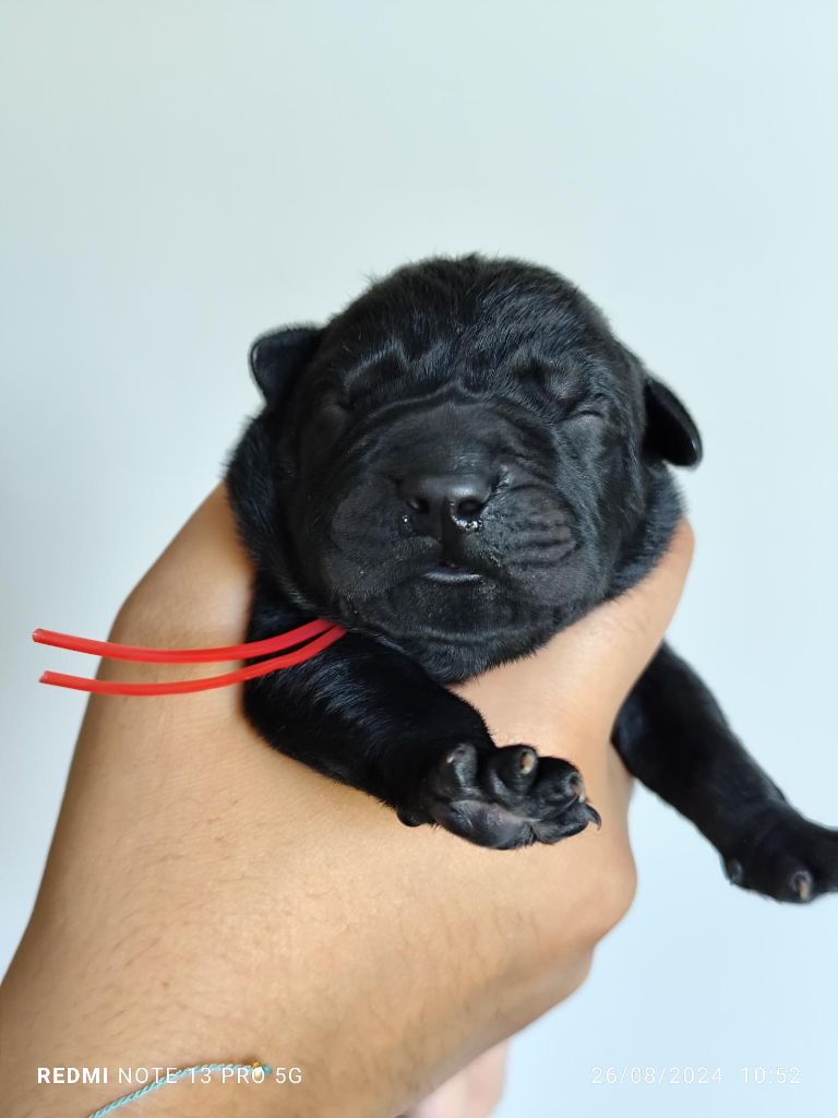 CHIOT - Cane Corso