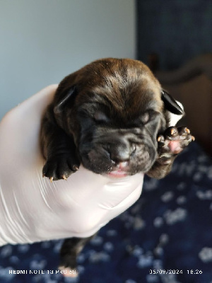 Les chiots de Cane Corso