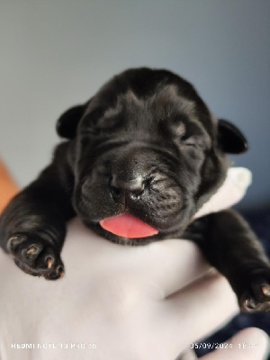 Les chiots de Cane Corso