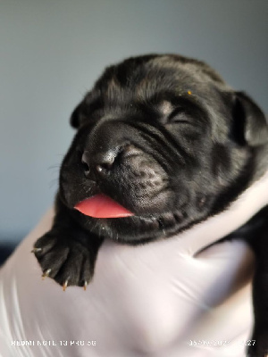 Les chiots de Cane Corso