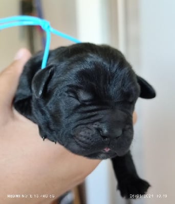 Les chiots de Cane Corso