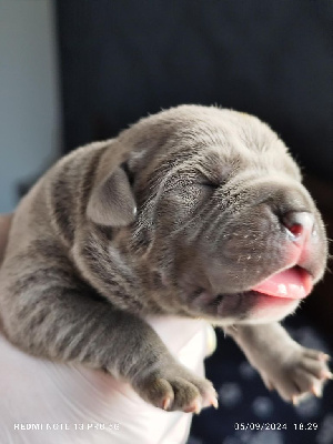 Les chiots de Cane Corso