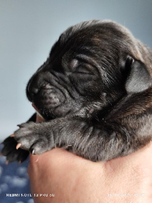 Les chiots de Cane Corso