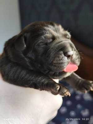 Les chiots de Cane Corso