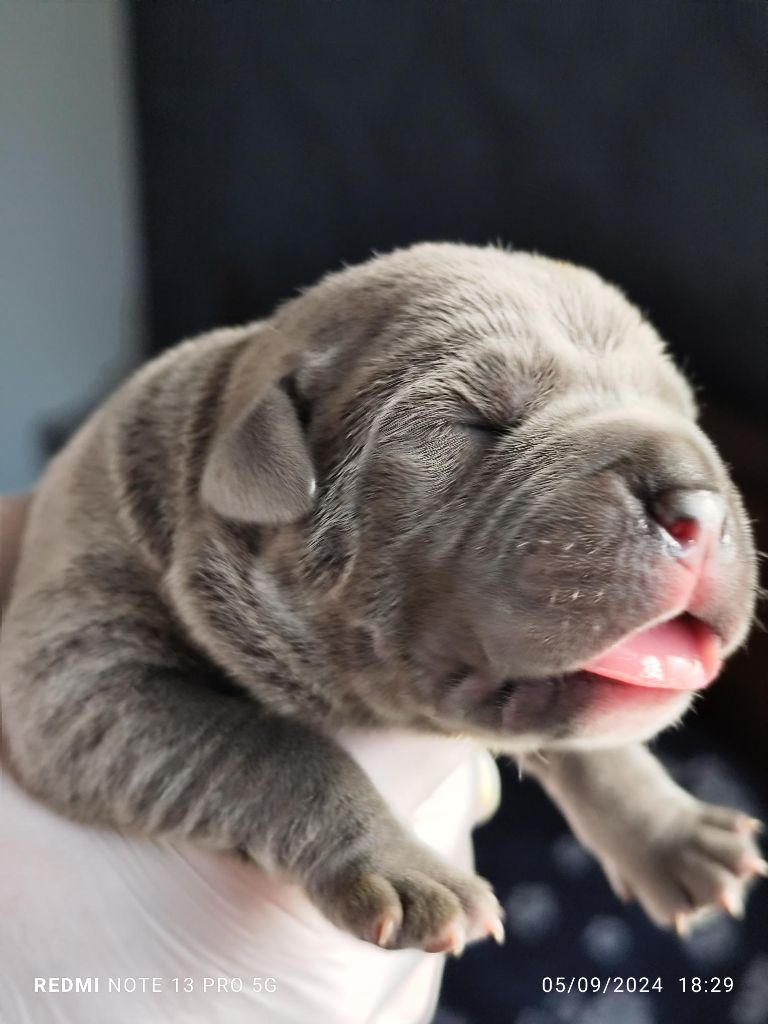 CHIOT - Cane Corso