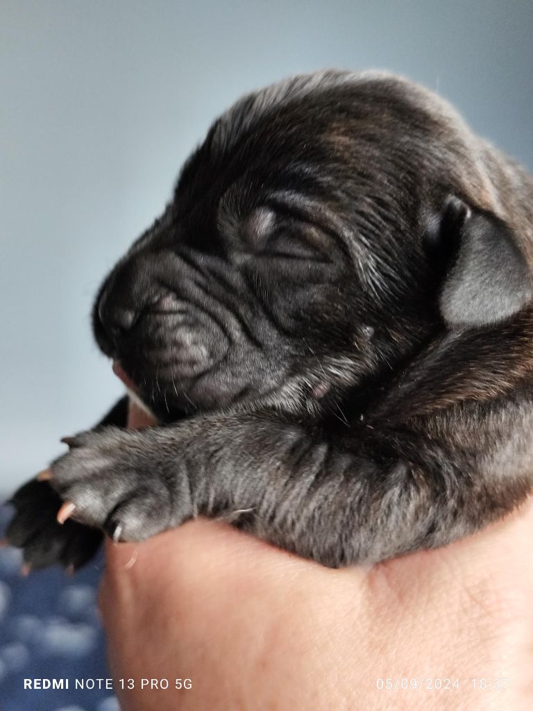 CHIOT - Cane Corso