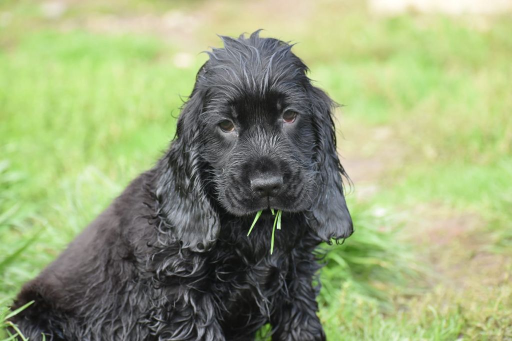 Collier bleu ciel - Cocker Spaniel Anglais