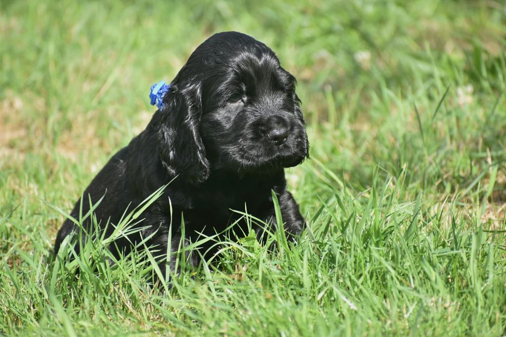 Collier bleu - Cocker Spaniel Anglais