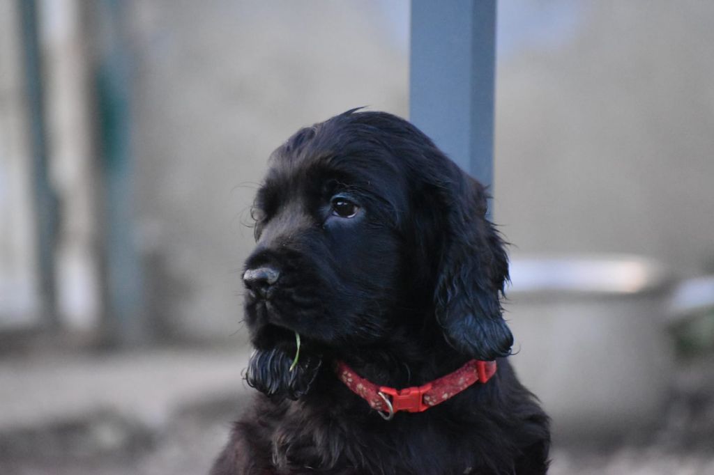 Collier rouge - Cocker Spaniel Anglais