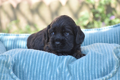 Les chiots de Cocker Spaniel Anglais