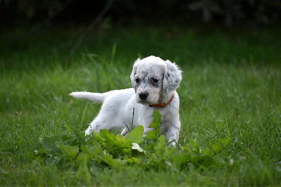 CHIOT trico collier orange - Setter Anglais