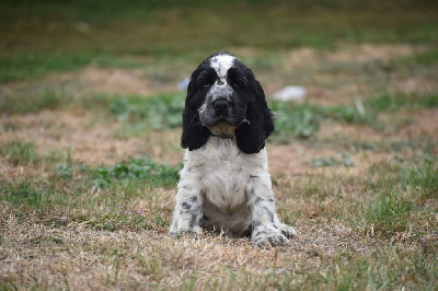 Les chiots de Cocker Spaniel Anglais