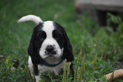 Les chiots de Cocker Spaniel Anglais