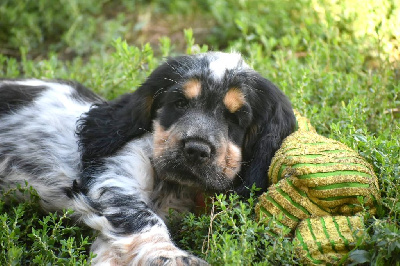 Les chiots de Cocker Spaniel Anglais