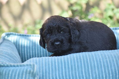 Les chiots de Cocker Spaniel Anglais