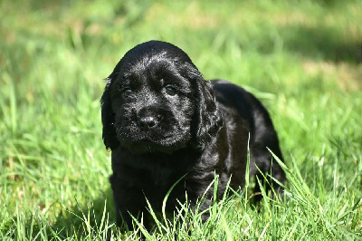 Les chiots de Cocker Spaniel Anglais