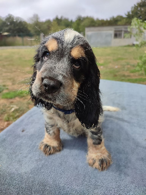 Les chiots de Cocker Spaniel Anglais