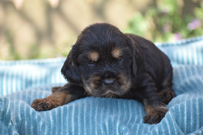 Les chiots de Cocker Spaniel Anglais