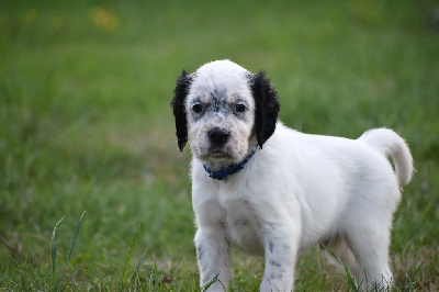 CHIOT trico collier bleu - Setter Anglais