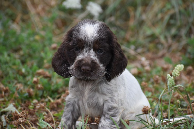 Les chiots de Cocker Spaniel Anglais