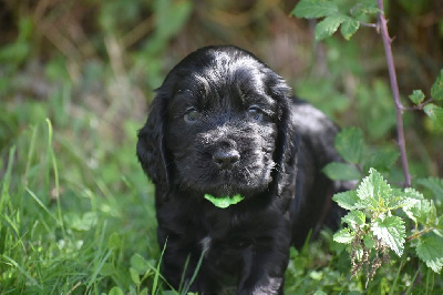 Les chiots de Cocker Spaniel Anglais