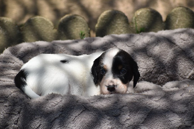 Les chiots de Setter Anglais