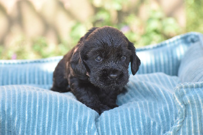 Les chiots de Cocker Spaniel Anglais