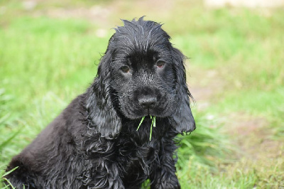 Les chiots de Cocker Spaniel Anglais