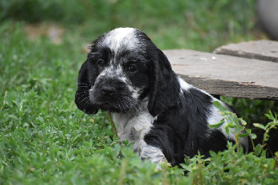 Les chiots de Cocker Spaniel Anglais