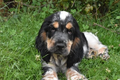 Les chiots de Cocker Spaniel Anglais