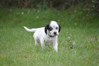 CHIOT trico collier noir - Setter Anglais