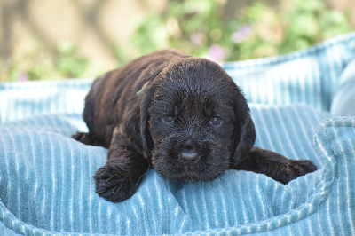 Les chiots de Cocker Spaniel Anglais