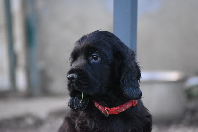 Les chiots de Cocker Spaniel Anglais