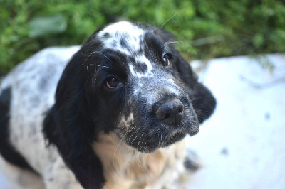 Les chiots de Cocker Spaniel Anglais