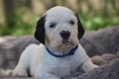 Les chiots de Setter Anglais