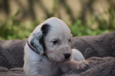 Les chiots de Setter Anglais