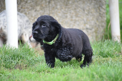 Les chiots de Cocker Spaniel Anglais