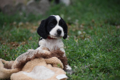 Les chiots de Cocker Spaniel Anglais