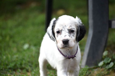 CHIOT trico collier violet - Setter Anglais