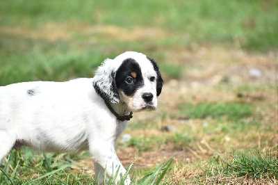 Les chiots de Setter Anglais